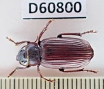 D60800. Insects, Beetles. Carabidae Sp. Vietnam Central. Fixed Price $2.50.